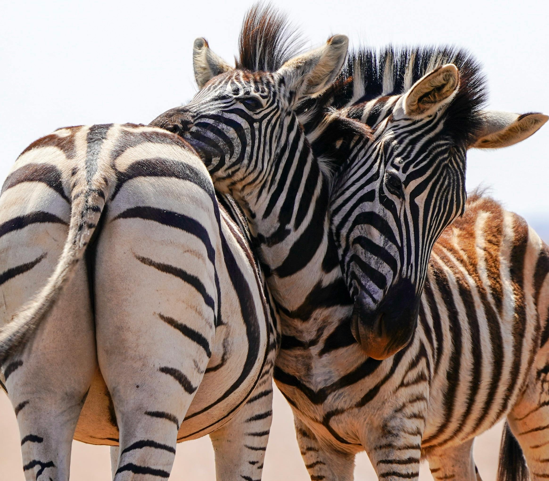 Wildlife in Ol Pejeta Conservancy